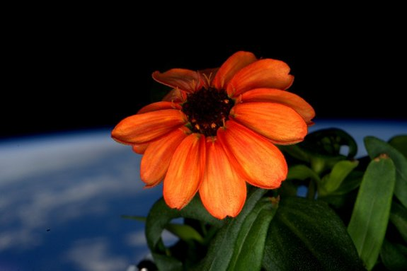 Kinyílt az első virág az űrben!