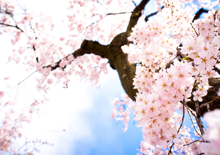 Éld át a japán cseresznyevirágzást Magyarországon