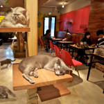A-Cat-Cafe