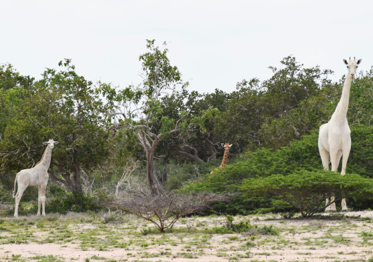 Elképesztő, de igaz: Hófehér zsiráfokat kaptak lencsevégre