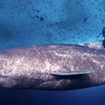 this-400-year-old-shark-is-the-oldest-vertebrate-animal-on-earth-scientists-say