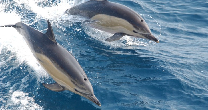 Hihetetlen de igaz! Visszatértek a delfinek a horvát Adriára