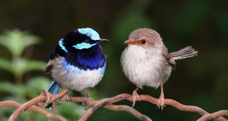 Elképesztő felfedezés: a madarak képesek megtanulni egymás nyelvét