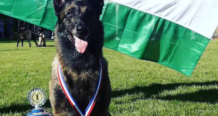 Magyar kutya lett a világ legjobb mentőkutyája