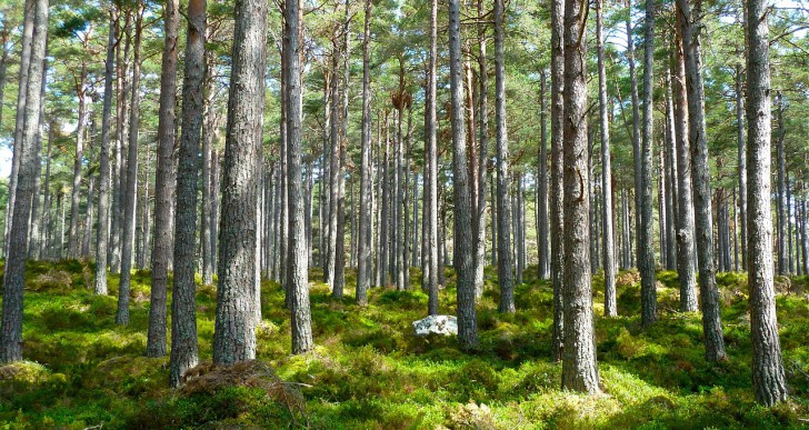 55 millió fát ültettek egy mobilappal