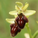 Ophrys_sphegodes_flower