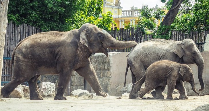 Európa legjobb állatkertjei közt van a budapesti