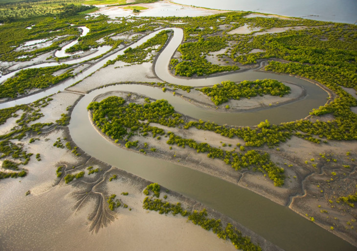 152 millió mangrovét ültettek Szenegálban