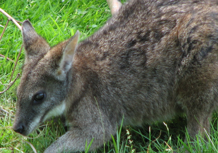 Különleges kenguruk érkeztek a Budapesti állatkertbe